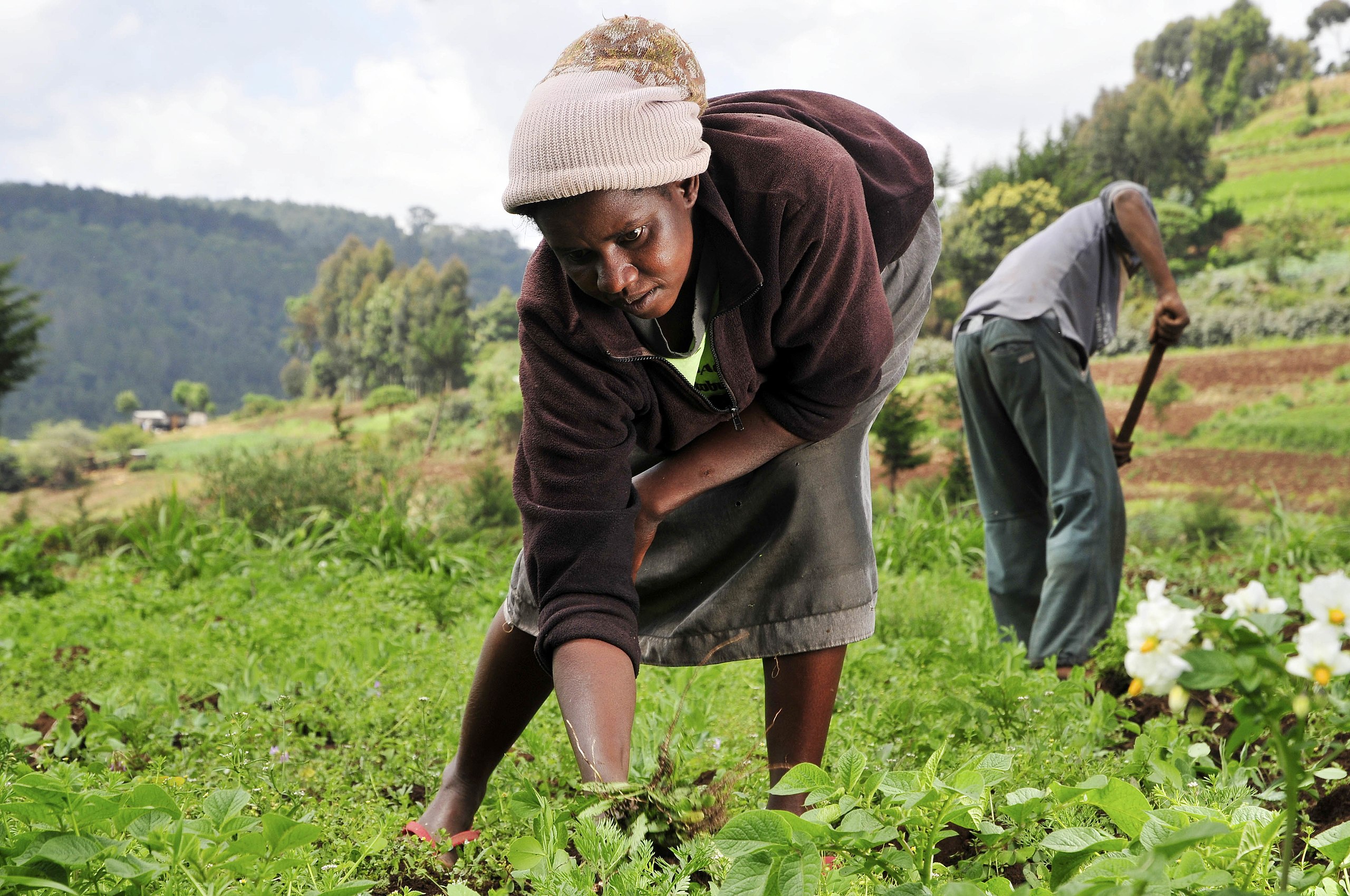 2560px-Woman_farmer_in_Kenya (1).jpeg